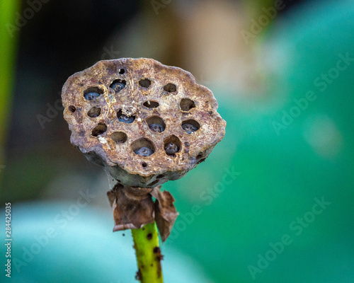 American Lotus seed pod! photo