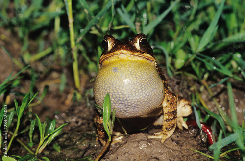 Slika na platnu Gulf Coast Toad, Bufo valliceps, male calling at night, Willacy County, Rio Gran