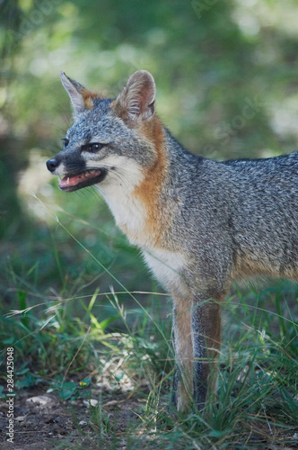 Gray Fox  Urocyon cinereoargenteus  adult  Hill Country  Texas  USA  June