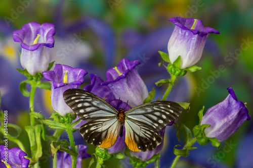Butterfly Calinaga Buddha, the Freak © Darrell Gulin/Danita Delimont