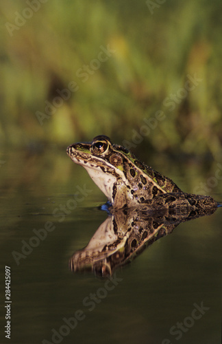 Southern Leopard Frog, Rana utricularia, adult, Willacy County, Rio Grande Valley, Texas, USA, May