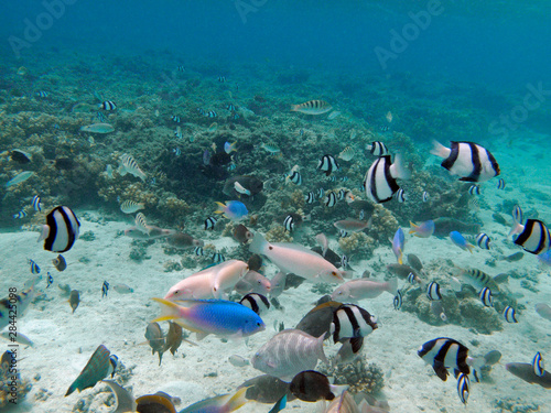 Tropical Fish, Malolo Lailai Island, Mamanuca Islands, Fiji, South Pacific