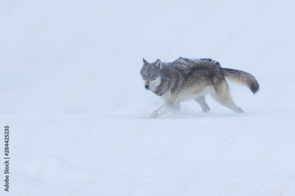 Gray wolf on the move