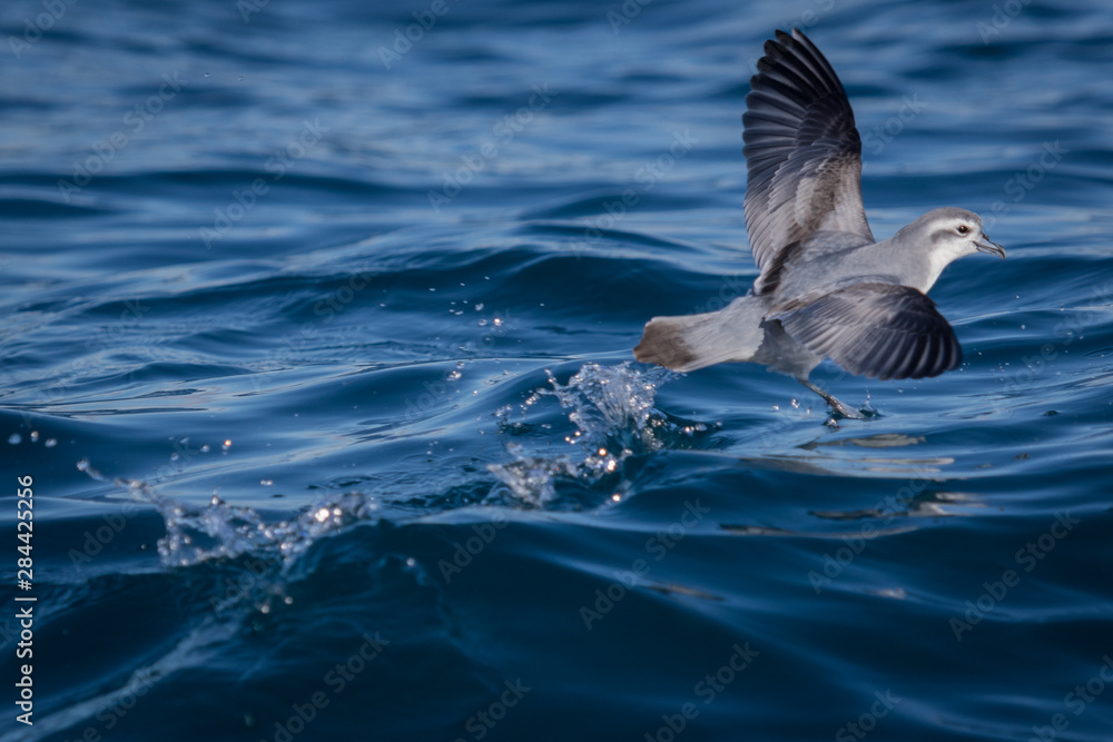 Fototapeta premium Fairy Prion