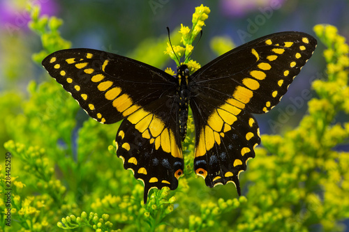 Black Swallowtail Male from Costa Rica, Papilio polyxenes