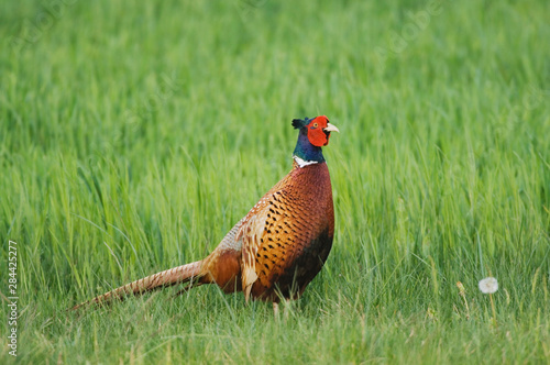 Wallpaper Mural Ring-necked Pheasant, Phasianus colchicus, National Park Lake Neusiedl, Burgenland, Austria, April Torontodigital.ca