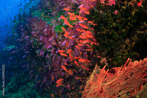 Schooling Fairy Basslets (Pseudanthias squamipinnis) near Vibrant & Colorful, healthy Coral Reef, Bligh Water, Viti Levu, Fiji, South Pacific