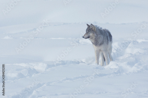 Gray wolf © Ken Archer/Danita Delimont