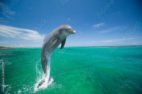 Bottlenose Dolphins (Tursiops truncatus) Carribean Sea near Roatan, Honduras 