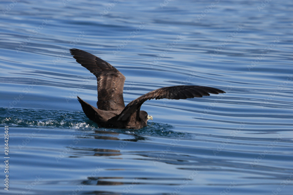 White Chinned Petrel White Chinned Petrel
