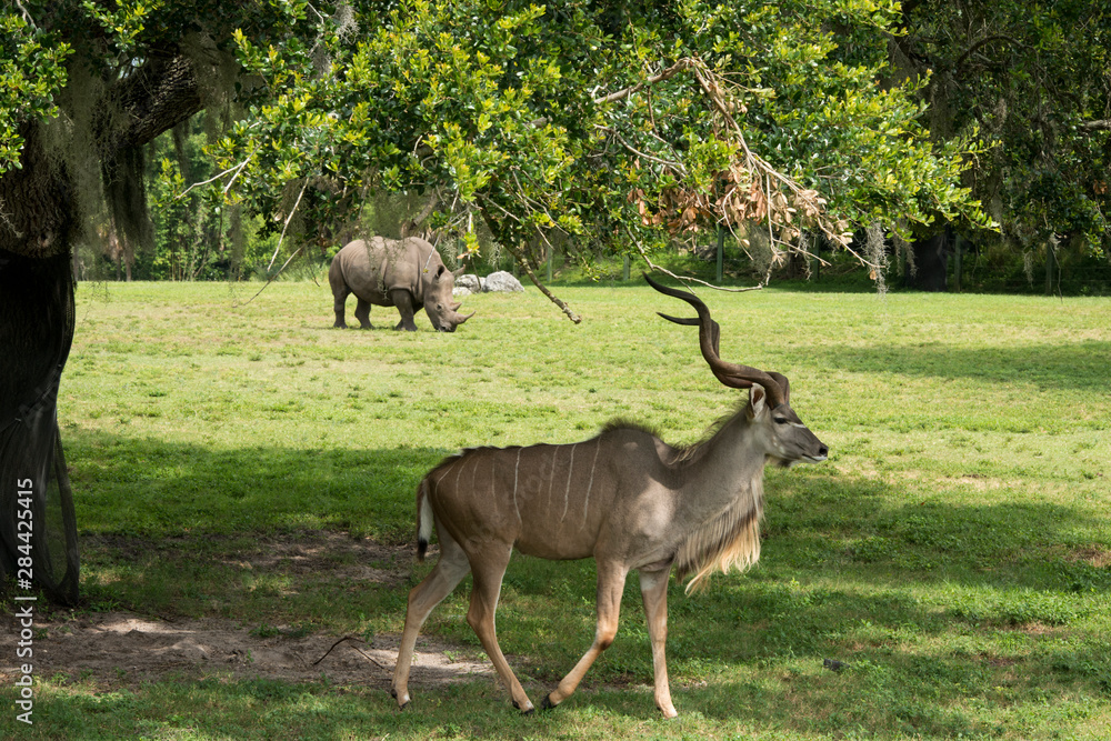 Kudu and a Rhinoceros sharing the grassland Kudu and a Rhinoceros sharing the grassland