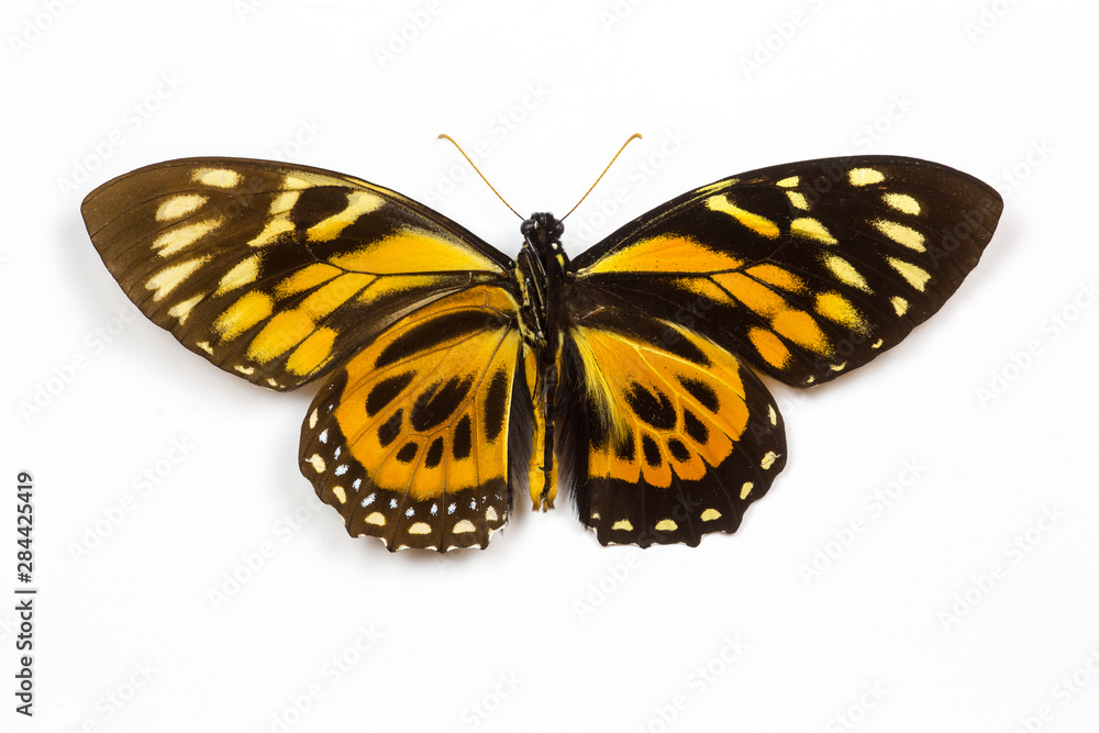Obraz premium Swallowtail Butterfly from Peru, Papilio zagreus comparing the top and bottom wings