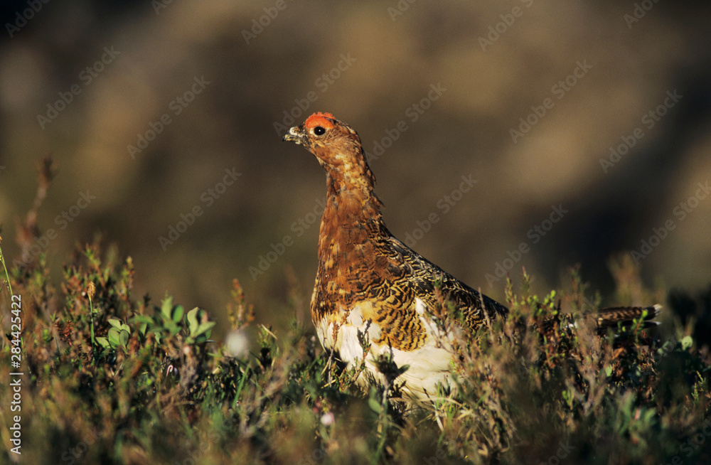 Willow Ptarmigan, Lagopus lagopus,male, Gednjehogda, Norway, June Willow Ptarmigan, Lagopus lagopus,male, Gednjehogda, Norway, June