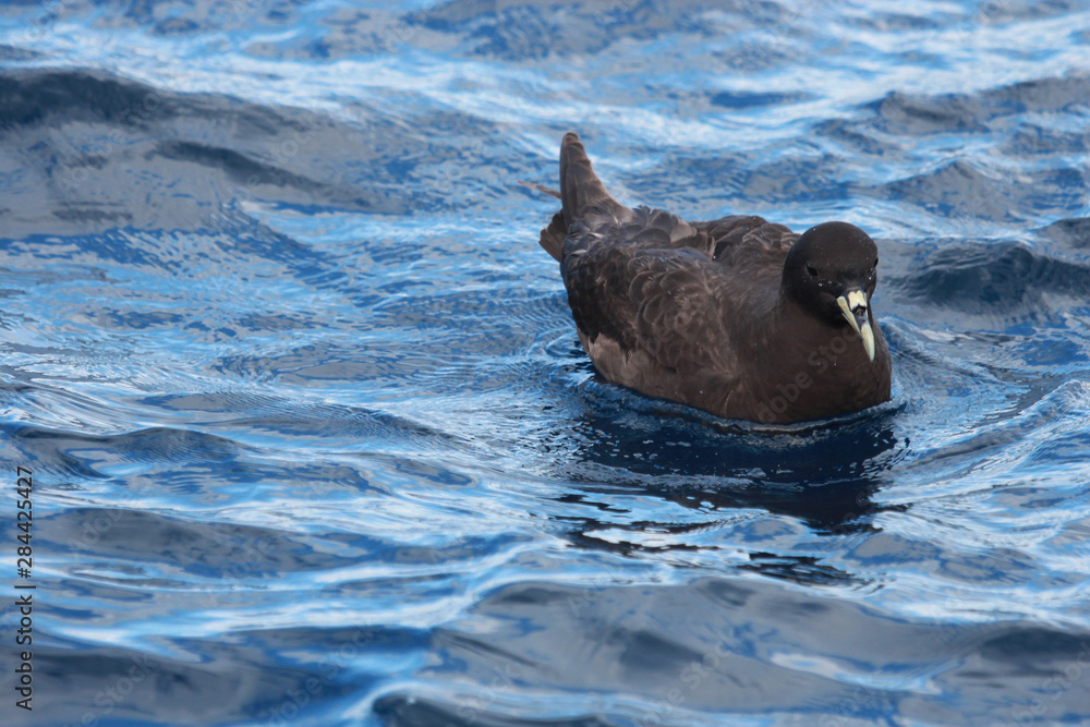 Fototapeta premium White Chinned Petrel