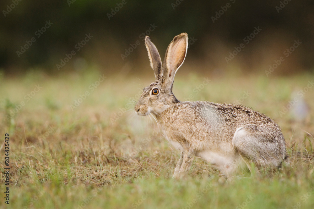 Black-tailed Jackrabbit, Lepus californicus, adult, Uvalde County, Hill Country, Texas, USA, April Black-tailed Jackrabbit, Lepus californicus, adult, Uvalde County, Hill Country, Texas, USA, April