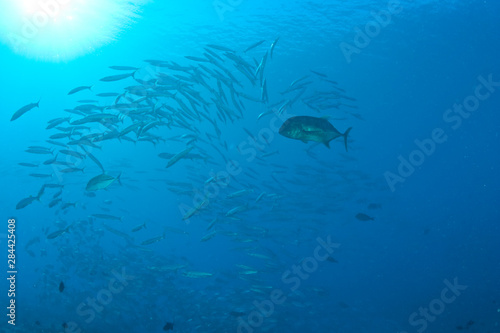 Giant Trevally (Caranx ignobilis) & schooling Barracudas (Sphyraena genie), Blue Corner, Palau, Micronesia, Rock Islands, World Heritage Site, Western Pacific photo