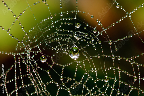 Dew covered spider web.