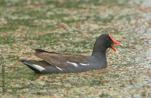 Louisiana, near Vacherie, Common Gallinule (Gallinula chloropus) photo