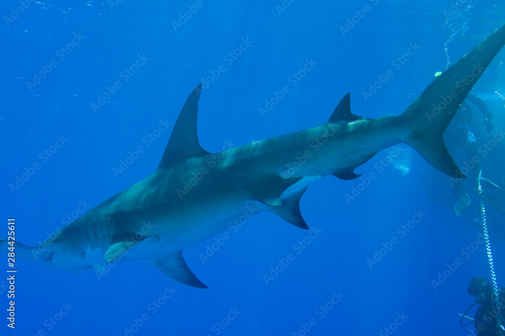 Obraz premium Great Hammerhead Shark (Sphyrna mokarran) Northern Bahamas 