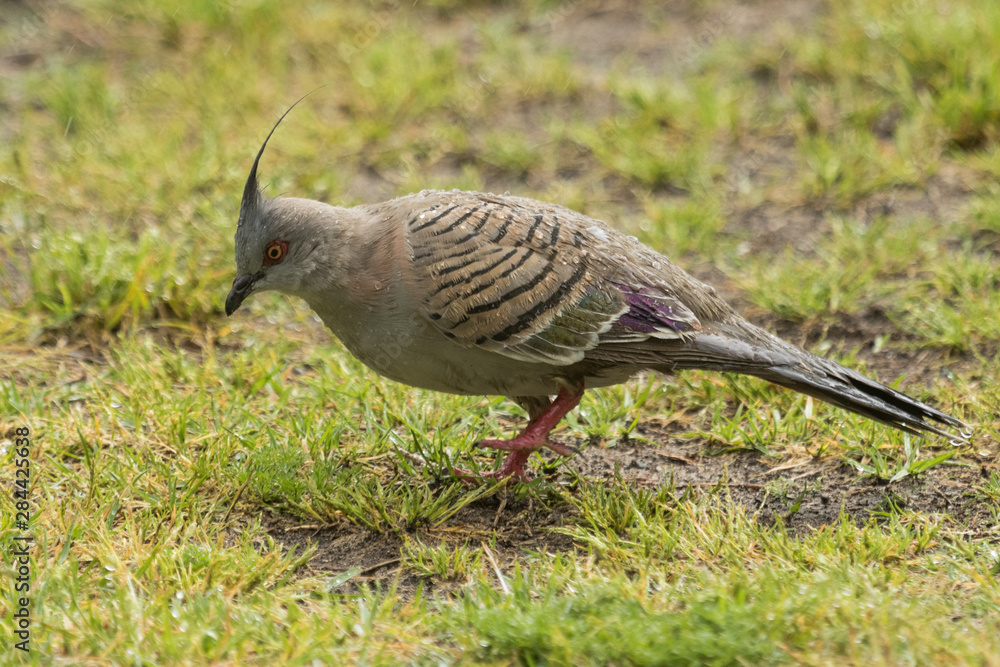 Fototapeta premium Crested Pigeon in Australia