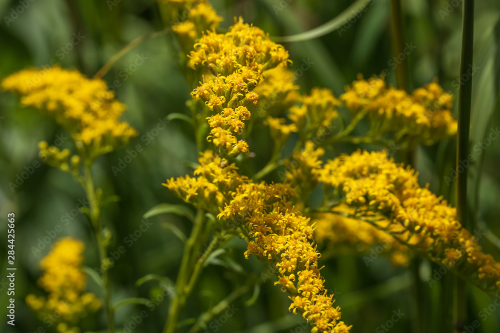 Goldenrod flowers Goldenrod flowers