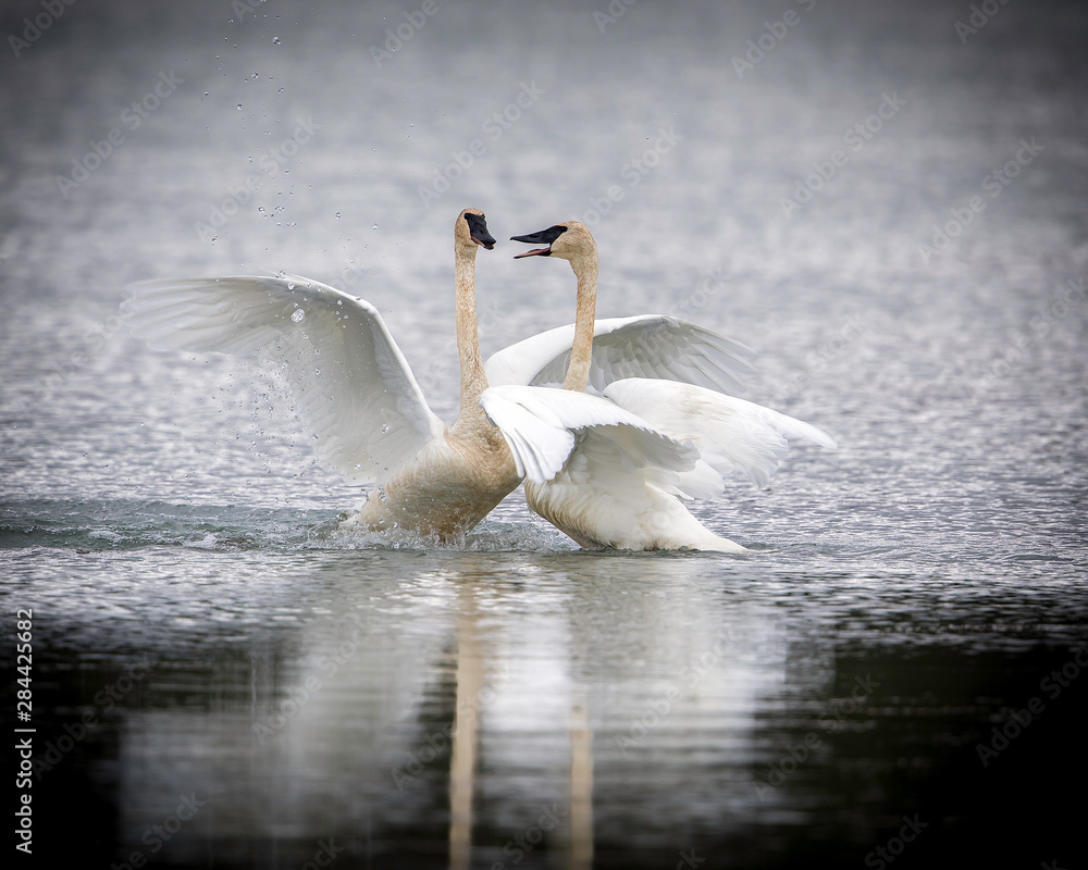 Fototapeta premium Trumpeter Swan Pair in Alaska
