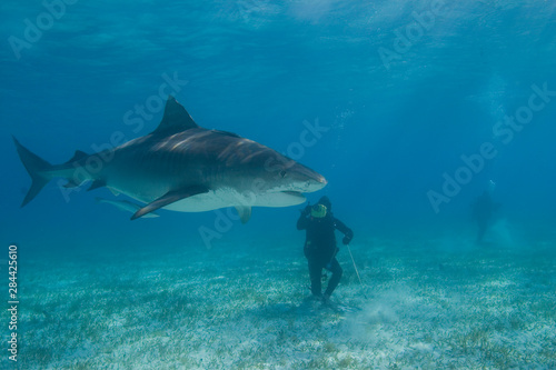 Tiger Sharks  Galeocerdo cuvier  Northern Bahamas 