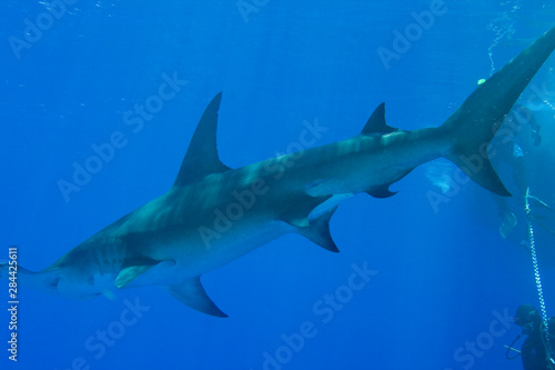 Great Hammerhead Shark (Sphyrna mokarran) Northern Bahamas © Stuart Westmorland/Danita Delimont