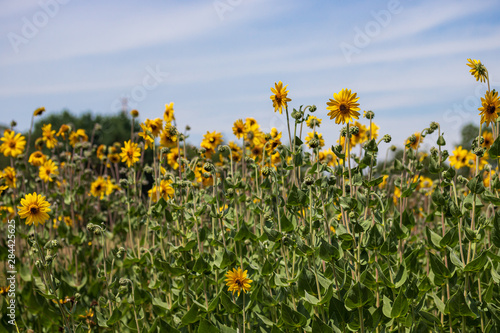 Field of Jerusalem artichokes © Megan