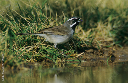 Black-throated Sparrow, Amphispiza bilineata, adult drinking, Starr County, Rio Grande Valley, Texas, USA, April photo