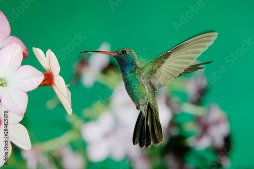 Broad-billed Hummingbird  Cynanthus latirostris  male in flight feeding on Nicotiana  Nicotiana ssp.   Madera Canyon  Arizona  USA  May