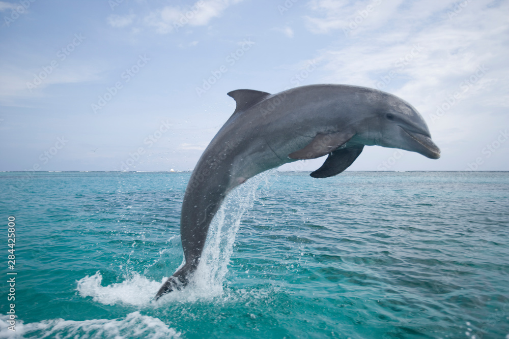 Fototapeta premium Bottlenose Dolphins (Tursiops truncatus) Caribbean Sea 