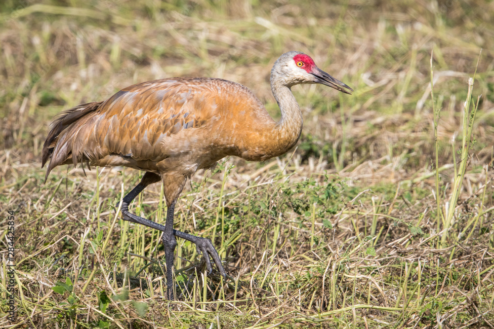 Fototapeta premium Lesser Sandhill Crane Walking in a Field