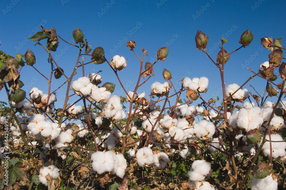 Cotton Plant, Gossypium hirsutum, cotton field, Lubbock, Panhandle, Texas, USA, September Cotton Plant, Gossypium hirsutum, cotton field, Lubbock, Panhandle, Texas, USA, September