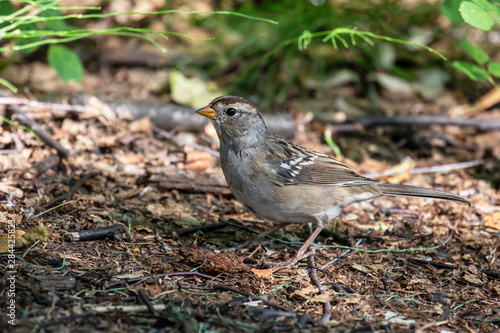Wallpaper Mural A White-crowned Sparrow in Alaska Torontodigital.ca