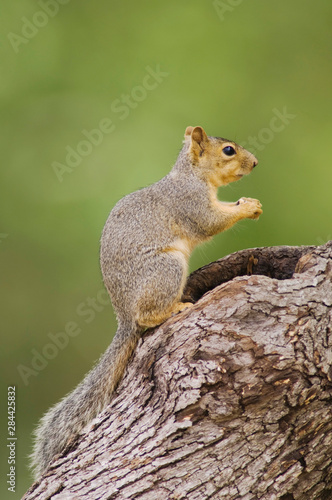 Eastern Fox Squirrel, Sciurus niger, adult on tree, Uvalde County, Hill Country, Texas, USA, April