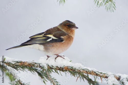Common Chaffinch, Fringilla coelebs, adult on sprouse branch with snow while snowing, Oberaegeri, Switzerland, Dezember © Rolf Nussbaumer/Danita Delimont