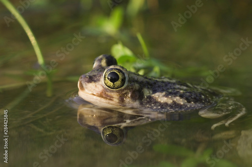 Принти на полотні Couch's Spadefoot, Scaphiopus couchii, adult, Willacy County, Rio Grande Valley,