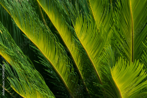 Sunlit leaves of a palm tree