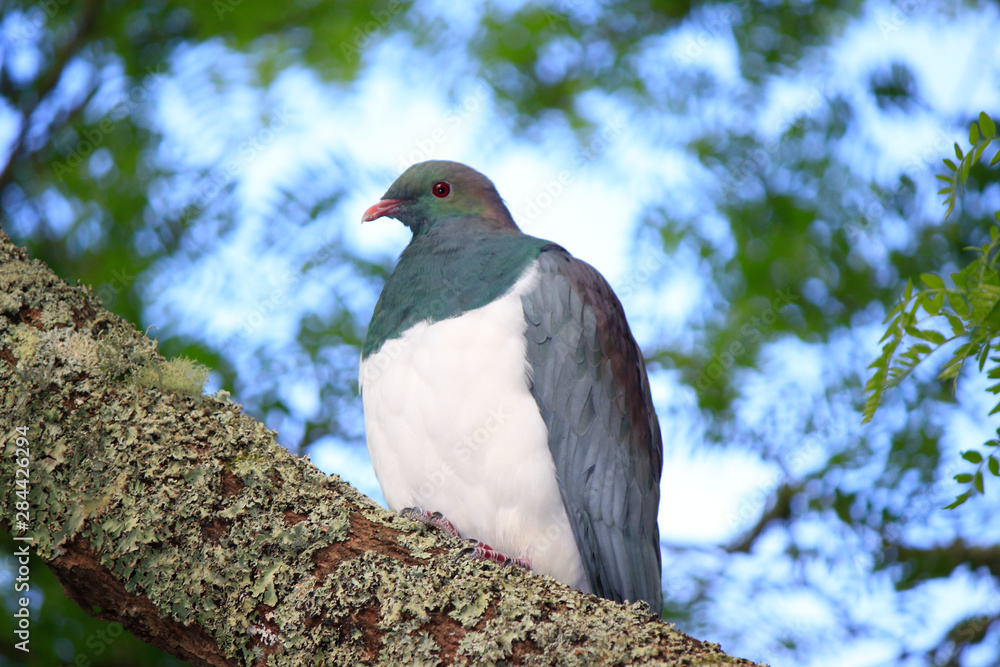 Fototapeta premium New Zealand Endemic Pigeon