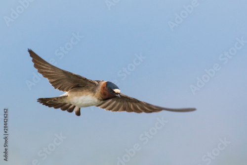 Cliff Swallow flying
