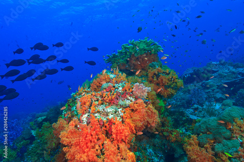 Fototapeta Naklejka Na Ścianę i Meble -  Profuse and colorful soft corals (Dendronepthya sp.) small anthias fish (Pseudanthias squamipinnis) and behind schooling Unicornfish (Naso thynnoides), Raja Ampat region of Papua (formerly Irian Jaya)