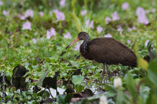 Limpkin photo