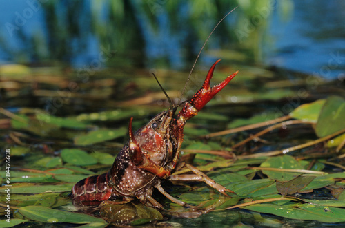 Crayfish, Crawfish, Astacidae, adult in defensive pose, Sinton, Coastel Bend, Texas, USA, April