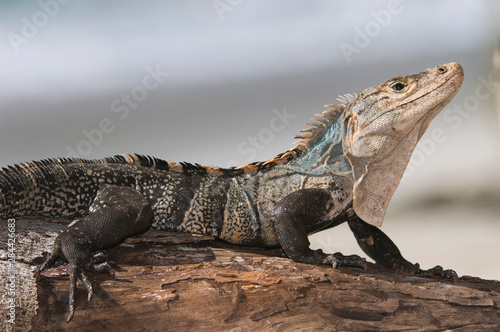 Black Iguana, Ctenosaur, Ctenosaura similis, adult, Manuel Antonio National Park, Central Pacific Coast, Costa Rica, Central America, December