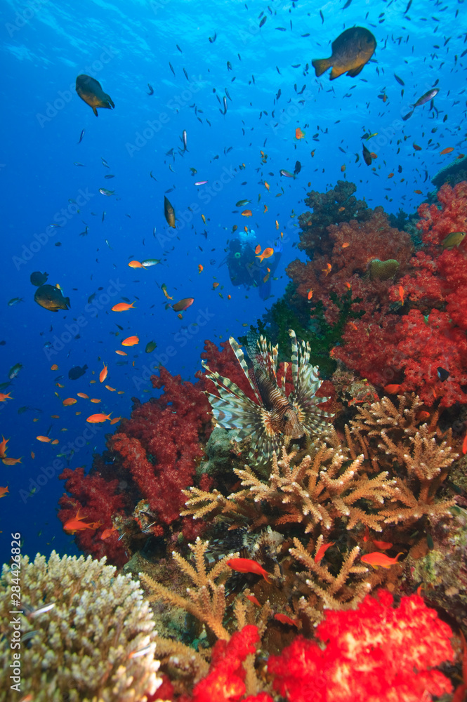 Obraz premium Lionfish (Pterios volitans) surrounded by lush Soft Corals (Dendronepthya sp.) and Anthias fish, near Beqa Island off Southern Viti Levu, Fiji, South Pacific