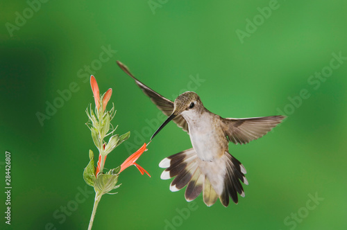 Black-chinned Hummingbird, Archilochus alexandri, female feeding on Sage Flow...
