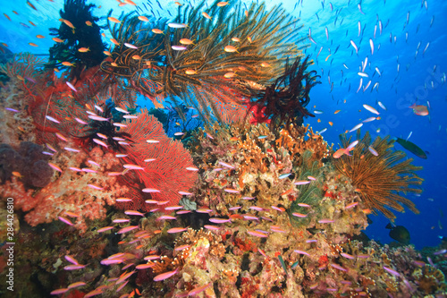 tropical reef with Anthias fish, Crinoids near Beqa Island off Southern Viti Levu, Fiji, South Pacific photo