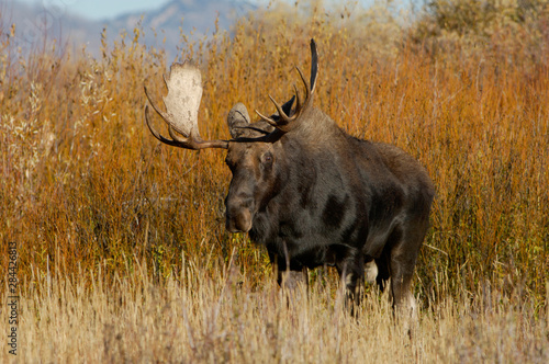 Fototapeta Naklejka Na Ścianę i Meble -  Moose, Alces alces, bull, Grand Teton NP,Wyoming, September