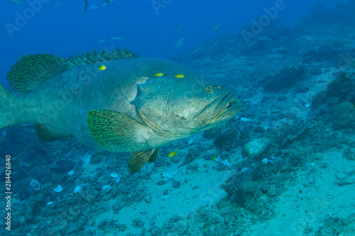 Large Queensland Grouper with yellow pilotfish around head, Shark Feed Dive between Pacific Harbour & Beqa Island off Southern Viti Levu, Fiji, South Pacific